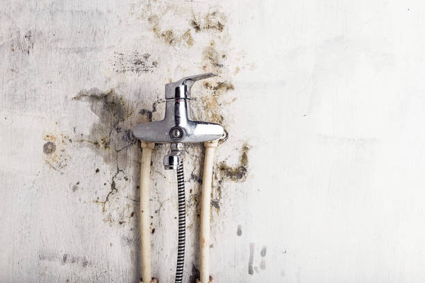 Best Certified Mold Removal  in Sea Isle City, NJ