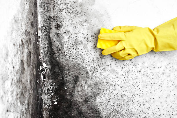 Best Mold Cleaning Services  in Sea Isle City, NJ