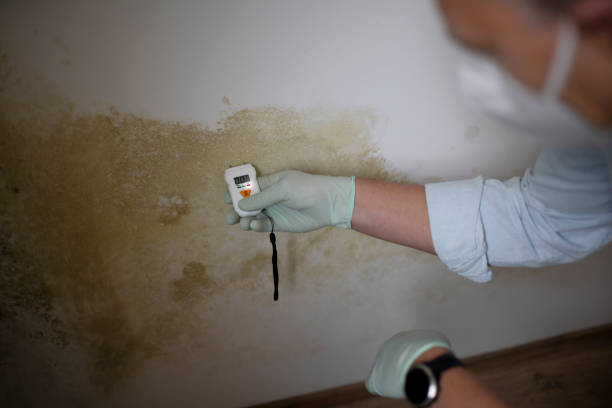 Best Local Mold Removal Service  in Sea Isle City, NJ