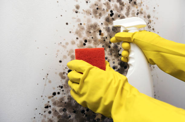 Best Black Mold Removal  in Sea Isle City, NJ