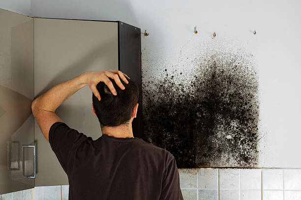 Best Professional Mold Removal  in Sea Isle City, NJ